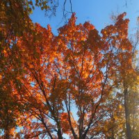 *** :: Сергей Григорьев *** :: Сергей Григорьев