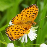 Перламутровка Дафна :: Константин Штарк Перламутровка Дафна :: Константин Штарк