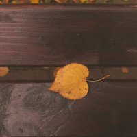 Из жизни октябрьской листвы... :: Евгения Куприянова