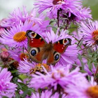 опять бабочки 13 :: Александр Прокудин