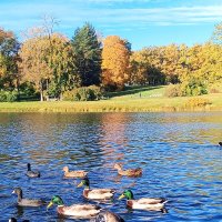 Утки осенью :: Сапсан 