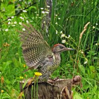 Зеленый дятел :: Светлана Зеленый дятел :: Светлана