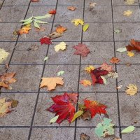 *** :: Наталья Герасимова