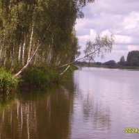 березы :: fogmeadowww m