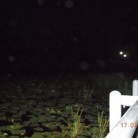 кувшинки :: fogmeadowww m