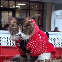 Барсик в образе! :: Нина Андронова