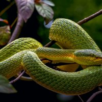 Бамбуковая куфия :: Aleksey Afonin Бамбуковая куфия :: Aleksey Afonin