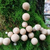 Дружное семейство :: Любовь Сахарова Дружное семейство :: Любовь Сахарова