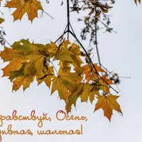 Осенний клен :: Валерий Иванович Осенний клен :: Валерий Иванович