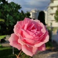 На клумбах Сочи Парк Отеля :: Татьяна Лютаева На клумбах Сочи Парк Отеля :: Татьяна Лютаева