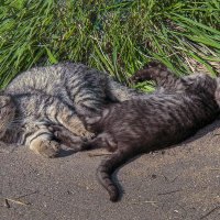 Европейские кошки :: Aleksey Afonin