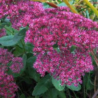 Очиток цветёт :: Людмила Смородинская