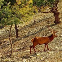 " Сафари парк..." Геленджик... :: Николай Саржанов
