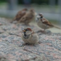 ___ :: Yuriy V ___ :: Yuriy V