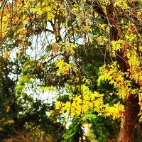 Осень :: Юрий Гайворонскiий