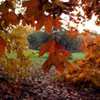 Кленовые :: Лариса Корж Кленовые :: Лариса Корж