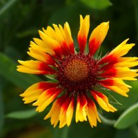 Доброе утро :: Юрий. Шмаков