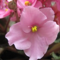 Фиалка :: Елена Семигина