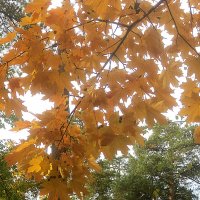 В золотую осень :: Елена Семигина