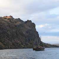 Природа Крыма :: Amazing Cosmea