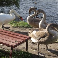 Лебеди в городе :: Рита Симонова