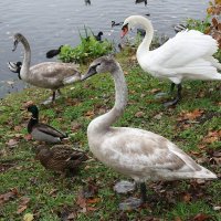 Лебеди в городе :: Рита Симонова