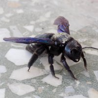 Пчела-плотник на отдыхе :: Константин Штарк