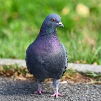 Красавчик ... :: Евгений Хвальчев