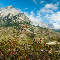вот и шиповник созрел  в горах :: Батик Табуев
