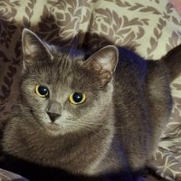 Игра в кошки-мышки :: Александр Чеботарь Игра в кошки-мышки :: Александр Чеботарь