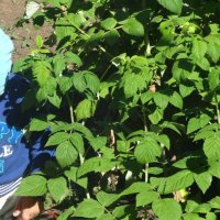 В МАЛИНЕ :: СЕРГЕЙ ФИЛОЧКИН