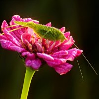 В цветке сидел кузнечик :: Юрий. Шмаков