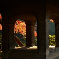 Осенние прогулки по Tокио :: Civetta *** Осенние прогулки по Tокио :: Civetta ***