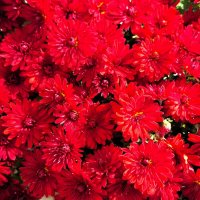 цветы :: Наталья 