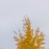 Контрасты октября :: Леонид Абросимов