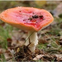 Здравствуй, осень! Как дела? Ты надолго к нам пришла? :: "The Natural World" Александер