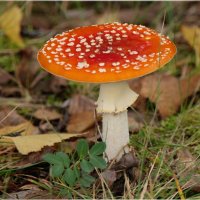 И весьма фотогеничный. Взяли фотоаппарат? Вам позировать я рад. :: "The Natural World" Александер