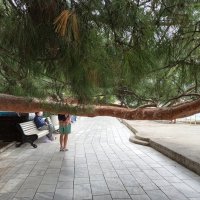 Крымская сосна :: Галина 