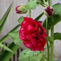 Поздняя мальва после дождя :: Татьяна Смоляниченко