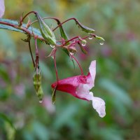 Бальзамин :: Лариса Корж Бальзамин :: Лариса Корж