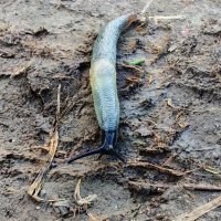 Улитка (Gastropoda) :: Денис Бочкарёв