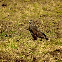 дикий мир осенью :: ИННА ПОРОХОВА