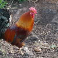 Деревенский красавец :: Иван Генералов