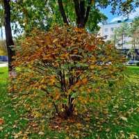 Ажурный куст! :: Надежда Ажурный куст! :: Надежда