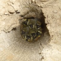 Гнездо синичек внутри фонарного столба :: Наталия 