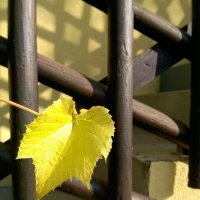 Последний листок :: Ольга Лебедева (Беловласова)