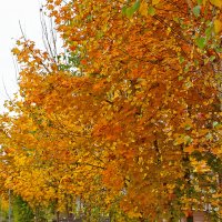 Золото осени :: Светлана 