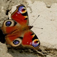 опять бабочки 19 :: Александр Прокудин