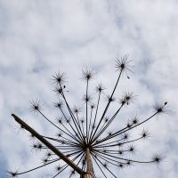 Зонтик борщевика :: Наталия 