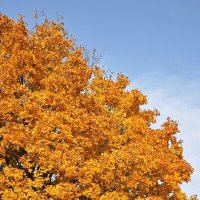 Клён :: Наталия 